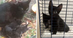 Mamma gatta con i sette cuccioli sul bordo della strada e i due cuccioli rimasti e in attesa di adozione