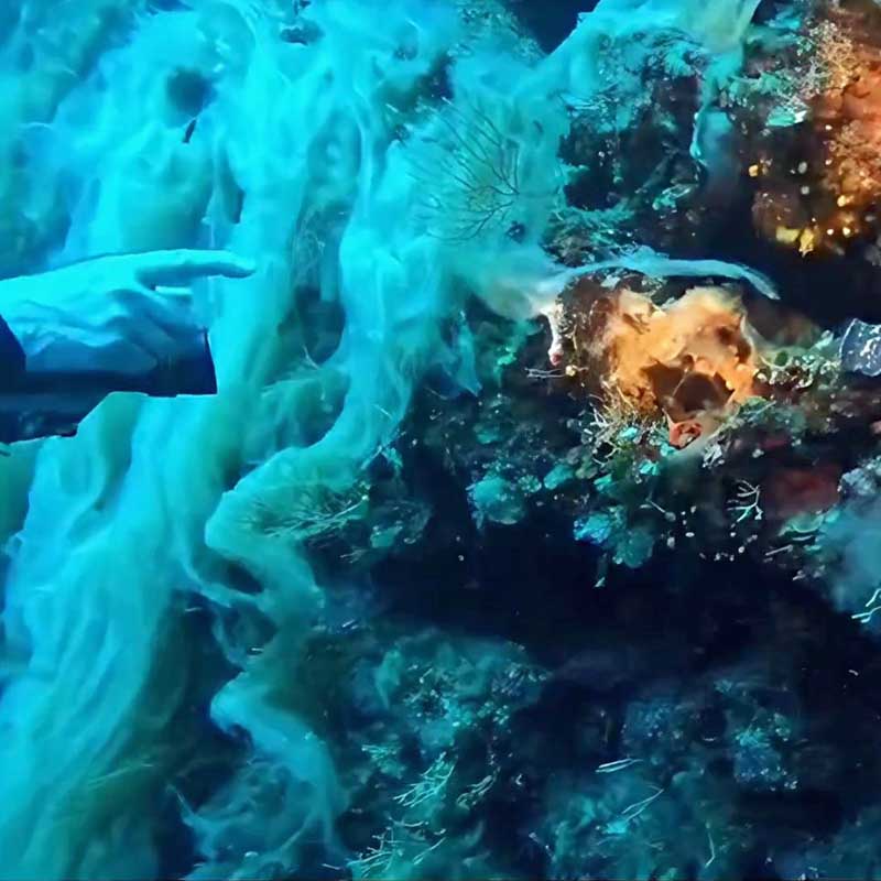 Il sub mostra la mucillagine