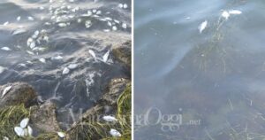 Piccoli pesci morti vicino alle rive della laguna di Orbetello