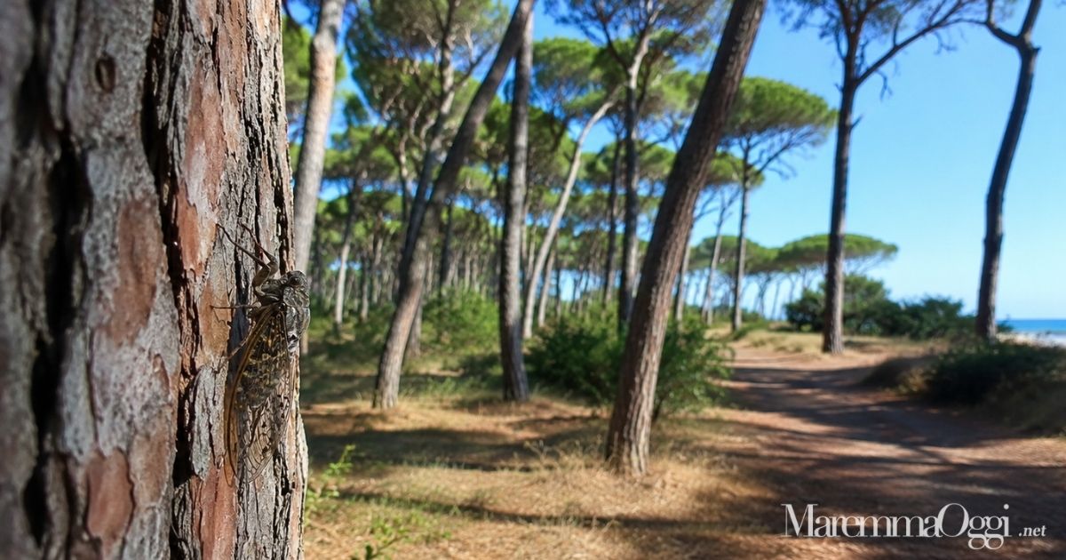 Una cicala sulla corteccia di un pino