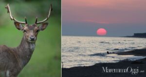 Un daino (foto di Edoardo Ciavattini) e una spiaggia del Parco della Maremma