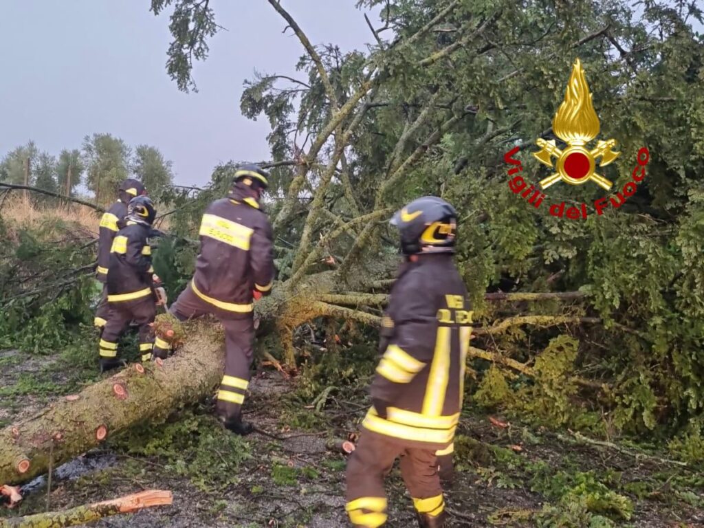 I vigili del fuoco mentre rimuovono un albero dalla strada