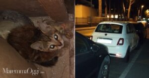 Il gatto salvato e l'auto in cui si era nascosto