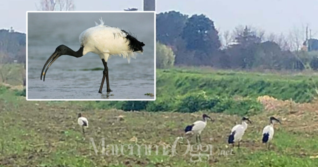Un gruppo di ibis sacri alla Rugginosa e un esemplare in acqua