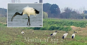 Un gruppo di ibis sacri alla Rugginosa e un esemplare in acqua