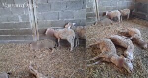Le pecore colpite dal predatore