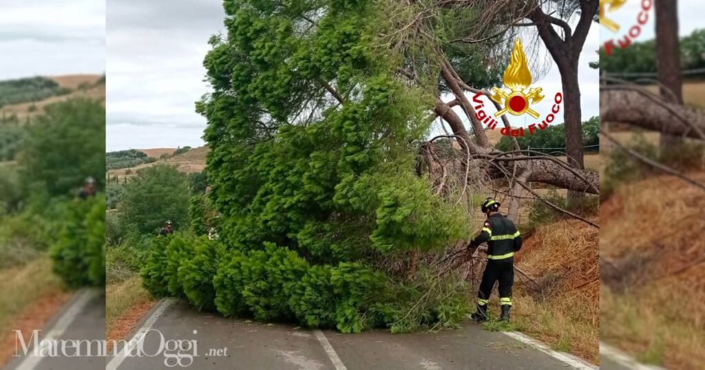 L'albero caduto nella strada