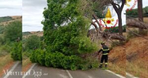 L'albero caduto nella strada