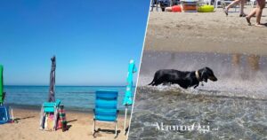 Ombrelloni e sedie lasciati in spiaggia per prendere il posto e un cane sulla battigia