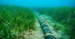 La posa del cavo elettrico fra Elba e Piombino ha distrutto 10mila mq di posidonia