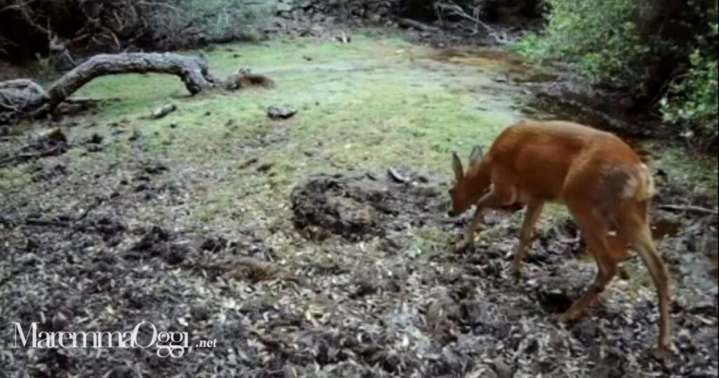 Un daino vicino alla fonte d'acqua al Parco della Maremma