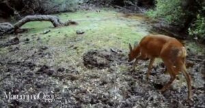 Un daino vicino alla fonte d'acqua al Parco della Maremma