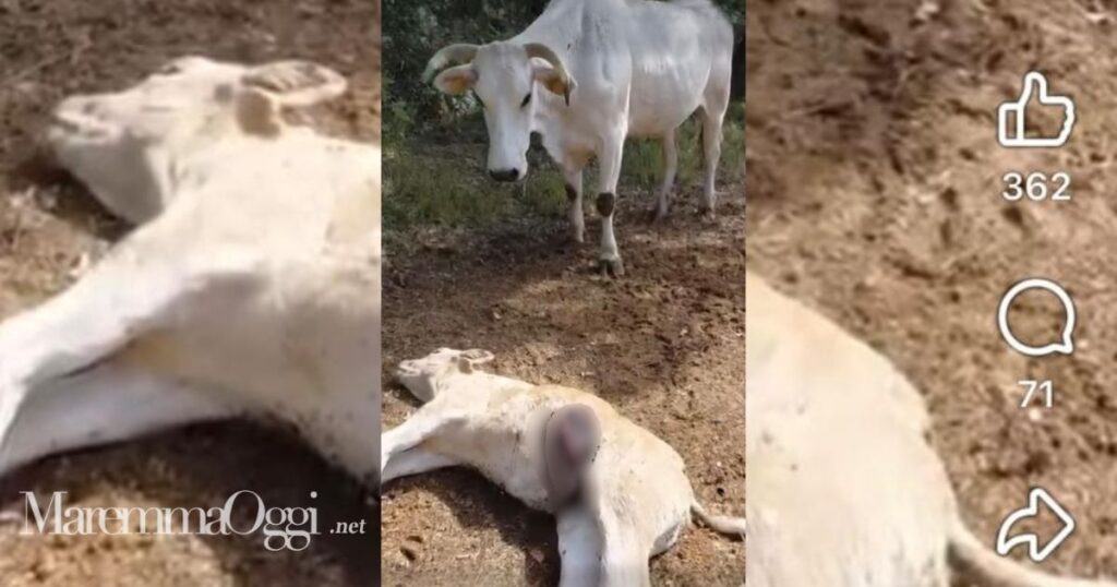 Il vitello ucciso dal predatore