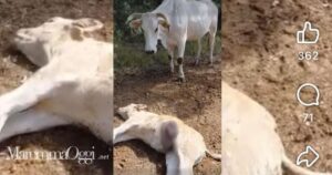 Il vitello ucciso dal predatore