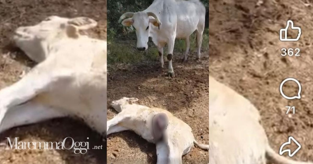 Il vitello ucciso dal predatore