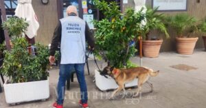 Un agente della polizia municipale, del Nos, con il cane antidroga in centro a Grosseto