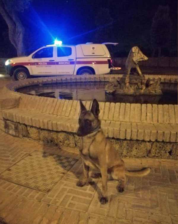 Il cane antidroga della polizia municipale sulle Mura