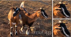 La capretta rubata a Piombino