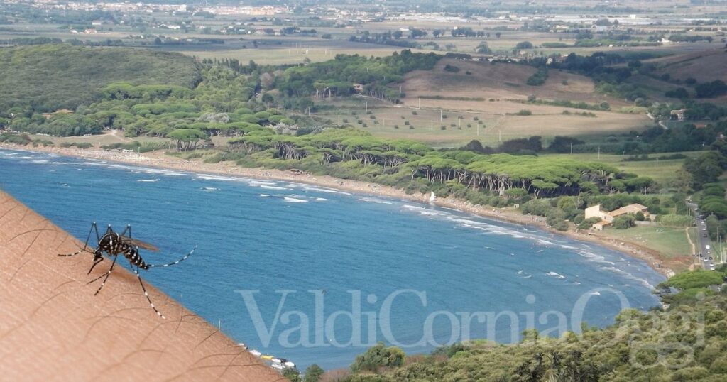 Il golfo di Baratti e una zanzara Aedes