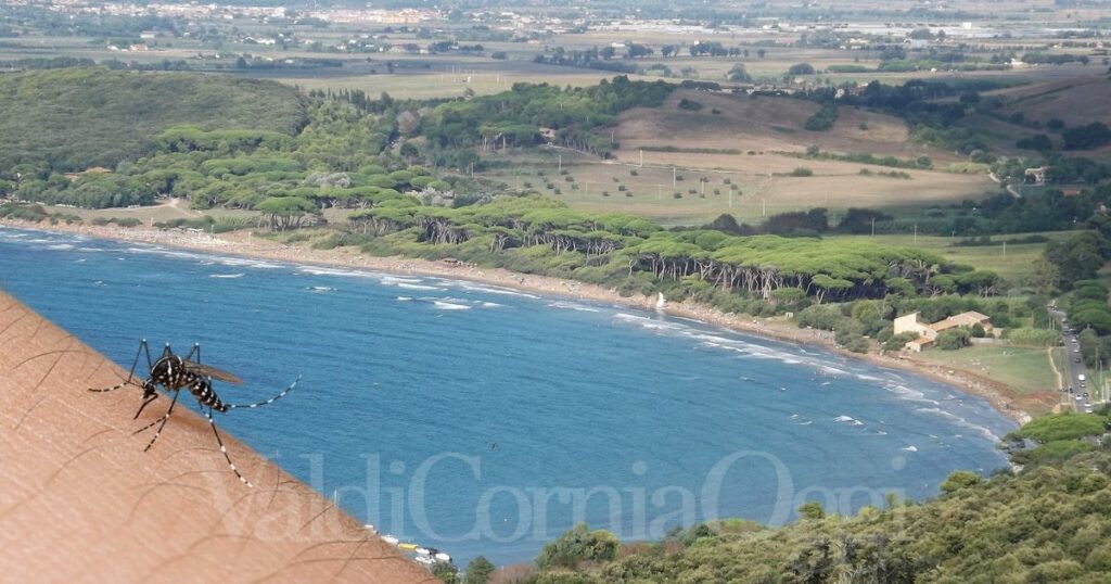 Dengue fra Piombino e Baratti, il focolaio non è ancora chiuso