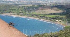 Dengue fra Piombino e Baratti, il focolaio non è ancora chiuso