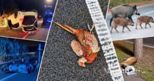 Il fagiano trovato sull’Aurelia dopo il grave incidente di domenica 13 settembre e, ai lati, alcuni dei precedenti avvenuti sulle strade della Maremma con animali selvatici