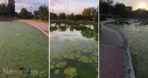 La melma nelle vasche al parco Giotto
