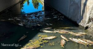 I pesci morti nel canale prima della rimozione effettuata dal Comune