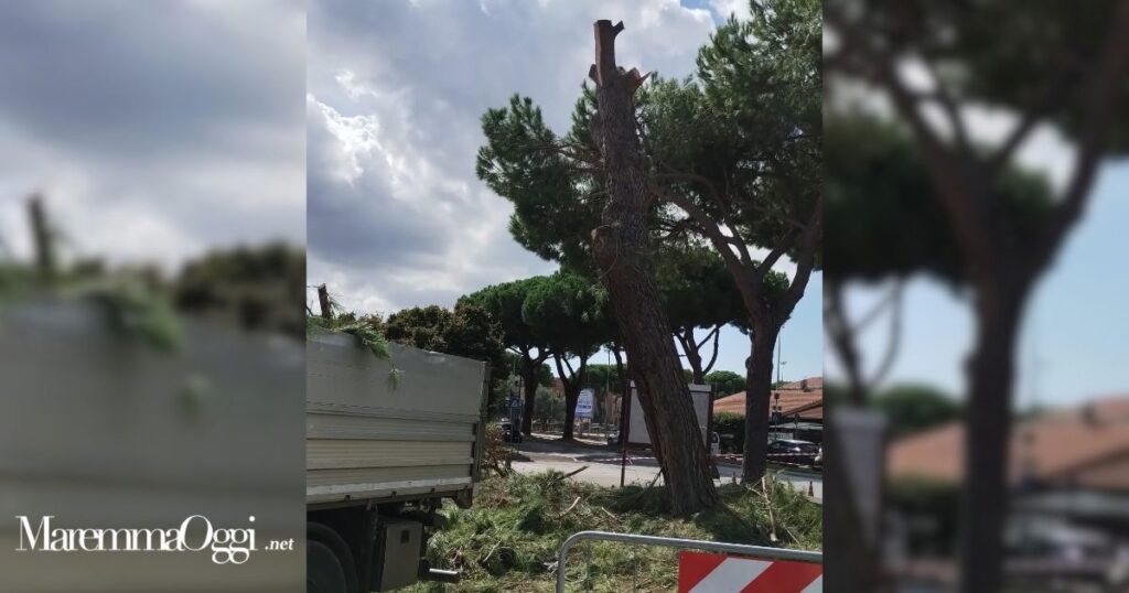 Il pino tagliato in piazza Barsanti