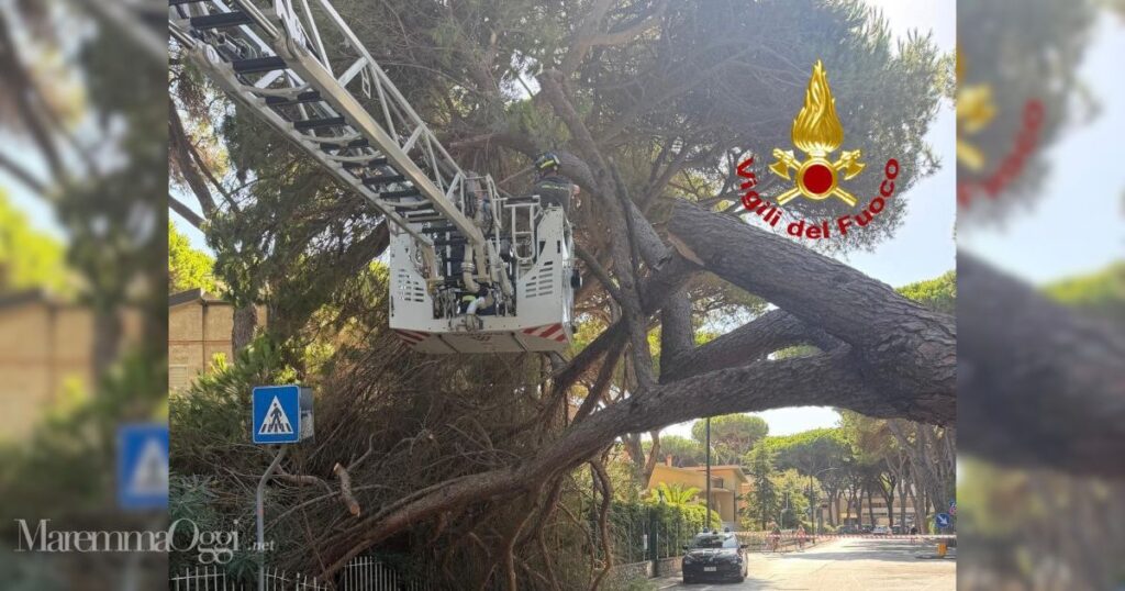 Il pino caduto sulla strada a Marina di Grosseto