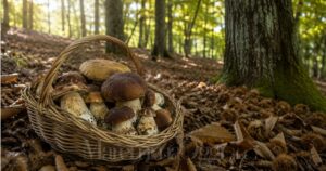 Parte la stagione dei funghi in Maremma, ecco le regole