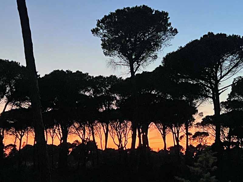 Tramonto in pineta a Marina di Grosseto