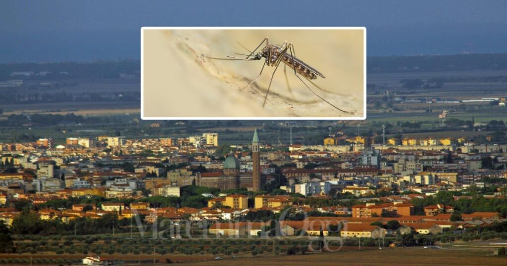 Una veduta di Grosseto e una zanzara