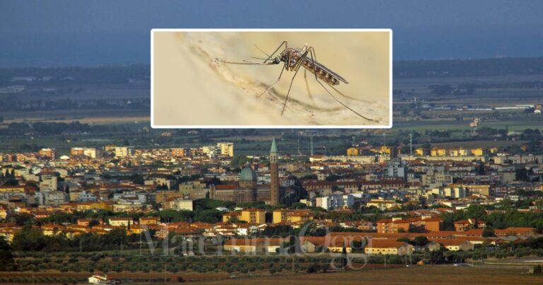 Una veduta di Grosseto e una zanzara