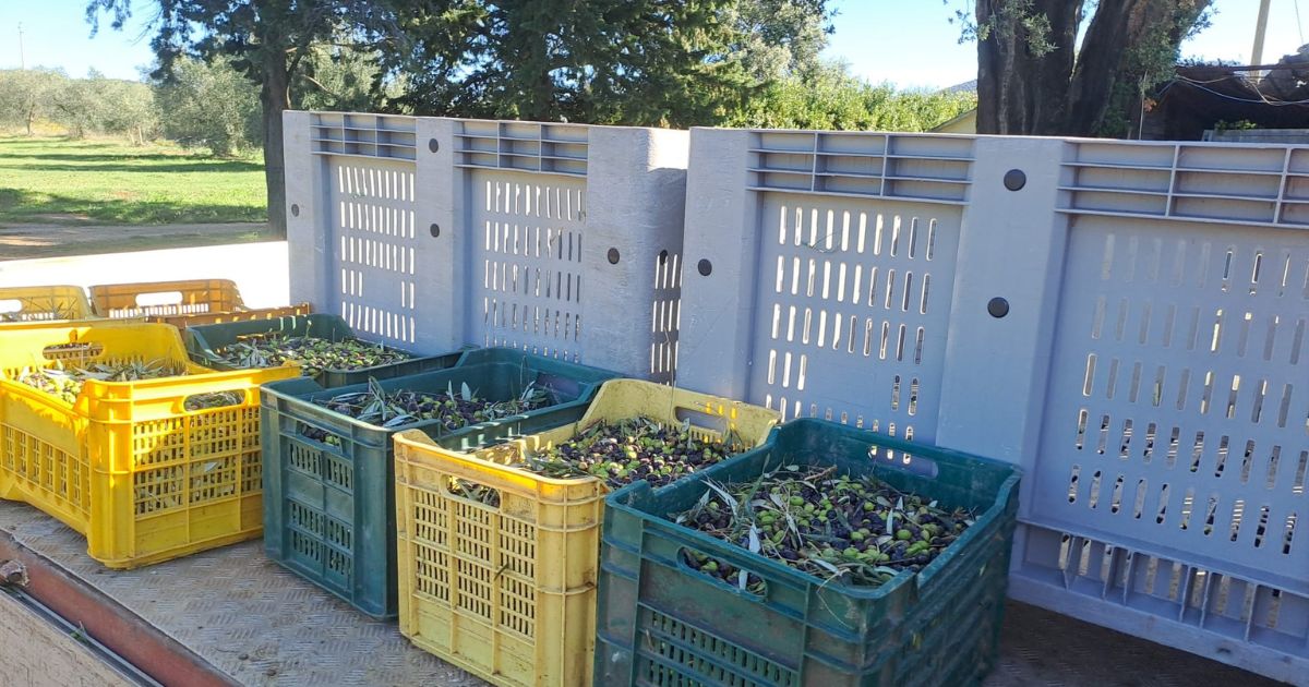 Casse di olive in attesa di essere scaricate Casse di olive in attesa di essere scaricate