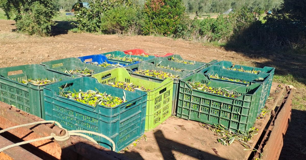 Casse piene di olive, in attesa di essere portate al frantoio Casse piene di olive, in attesa di essere portate al frantoio