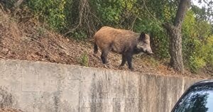 Il cinghiale in paese a Porto Ercole