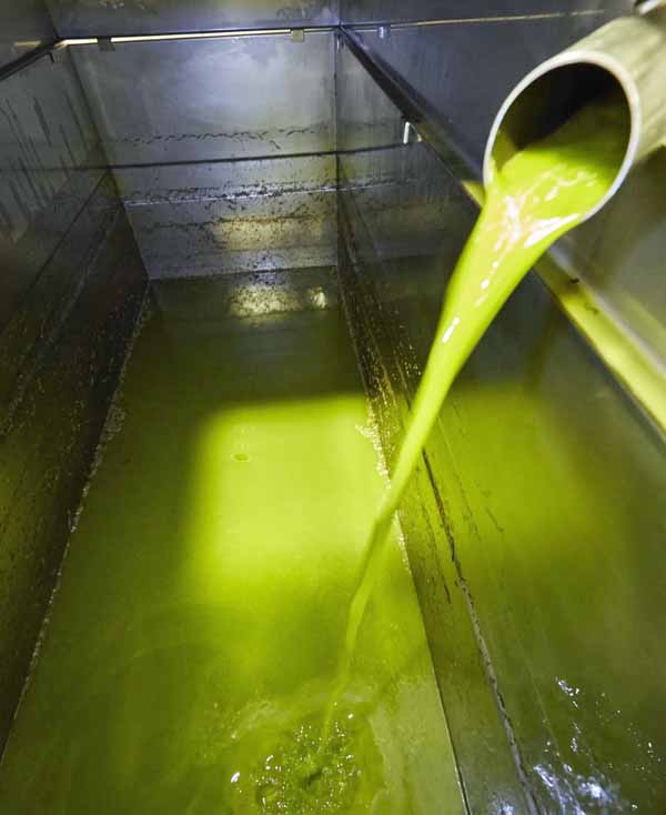 L'olio nuovo al frantoio dell'Olma