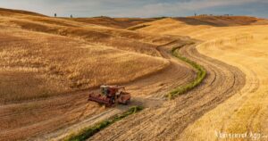Campo di grano duro in Maremma durante la stagione della raccolta, tra aumento dei costi e difficoltà degli agricoltori