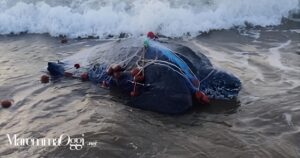 La tartaruga trovata morta